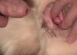 ionate puppy is in love with its owner