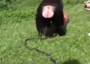 Latina model is great at fucking with a monkey