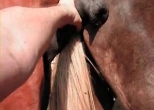 Awesome animal sex compilation