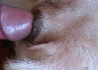 Cute puppy is being punished really hard