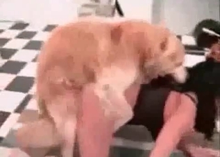 Rough sex session with a cur