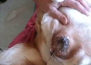 Tender puppy gets punished so deep