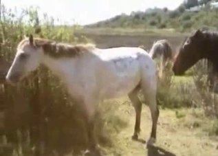 Horse with giant dick cums a nice cumshot