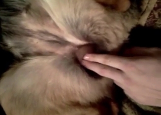 Shoving fingers in a tight anus of a doggy