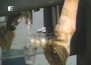 Horse cums a huge load in fucking machine