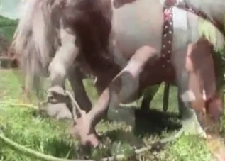 Small horse is getting its aggregate sucked