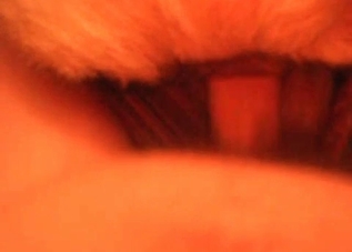 Rough zoo fuck session is what you want