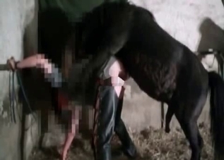 Black horse is practicing a wild fuck