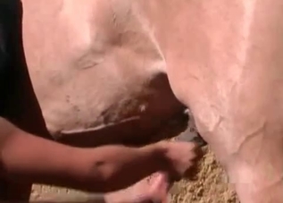 Hot lady and a massive horse with a big boner