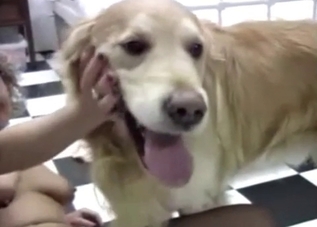 Wild ladies are having a group sex with a doggy