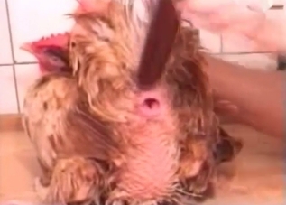 ionate animal gets fucked with a big toy