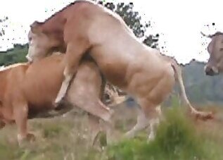 Horse animal sex