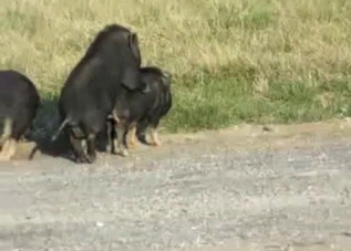 Two black boars fuck in the doggy style