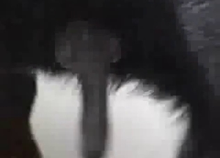 Black beast bangs my wife from behind