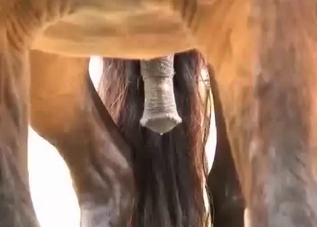 Sexy stallion and it's huge soft sausage