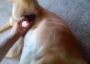The asshole of this animal gets totally gaped