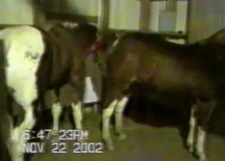 Farm animals get banged hard by a zoophile