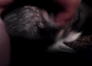 Bestiality action filmed with great close-up shots